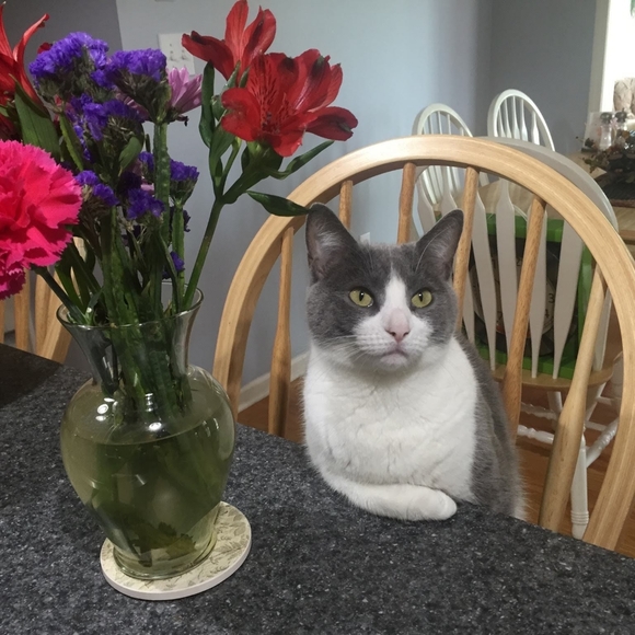 Meet your Posher, Tricia - Picture 4 of 7